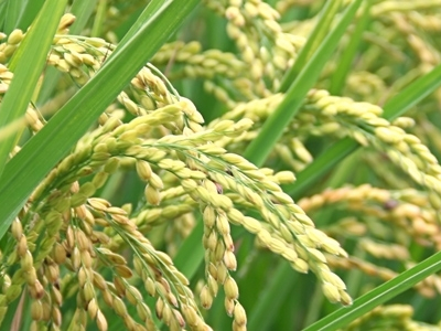 ISO publikon standardin ndërkombëtar ISO 13065, rreth bioenergjisë
